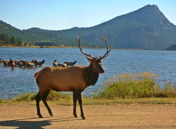 Rocky Mountain Elk in Estes Park, Colorado